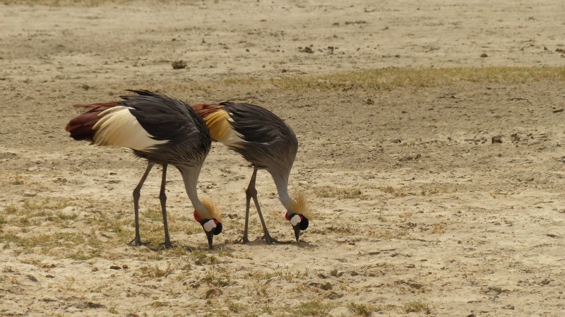 safari, cranes, full length, bird, animals in the wild, white, daytime, grey crowned crane, safari animals, black-and-white, black, brown, field, 4K, motion
