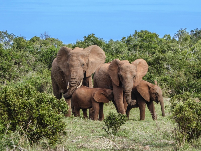 brown, flock, elephant family, animals in the wild, elephant, herbivorous, animal world, plant, national park, africa, land, group of animals, 2K, four