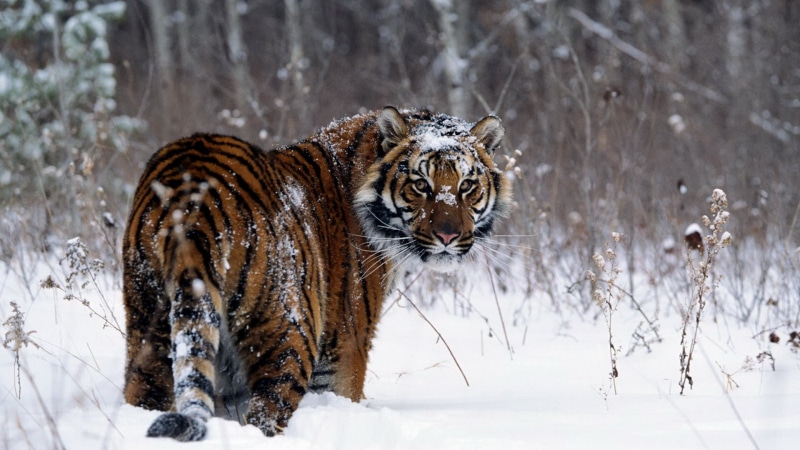 animals, brown, feline, cat, vertebrate, one animal, animal themes, no people, tiger, winter, big cats, snowing, tree, animals in the wild, looking back