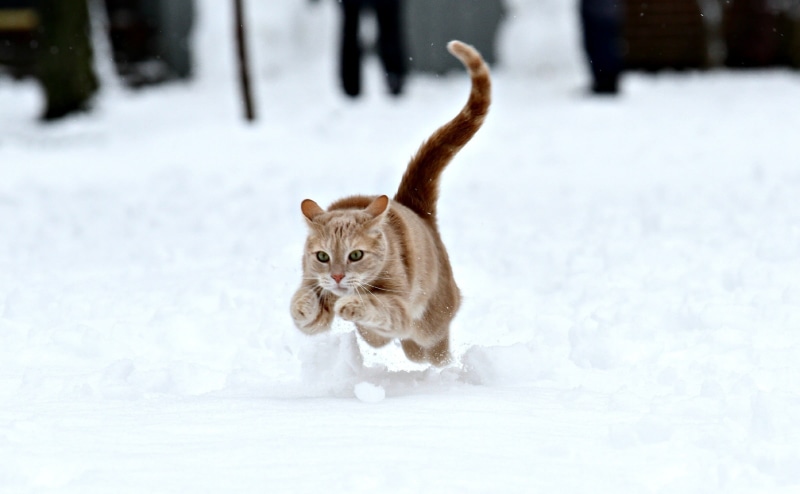 Winter, editor, 1080P, running, tabbies, animals, DSH, picmonkey, mammal, cold - Temperature, felines, kitty, fur, tabby, cats, Explored, outdoors, Wild cat