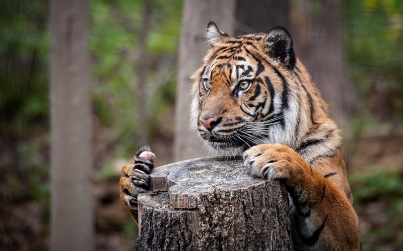 rock, 1080P, tiger, animal wildlife, animal, carnivora, big cat, nature, tree, no people, animal head, animal themes, mammal, one animal, bengal, animals