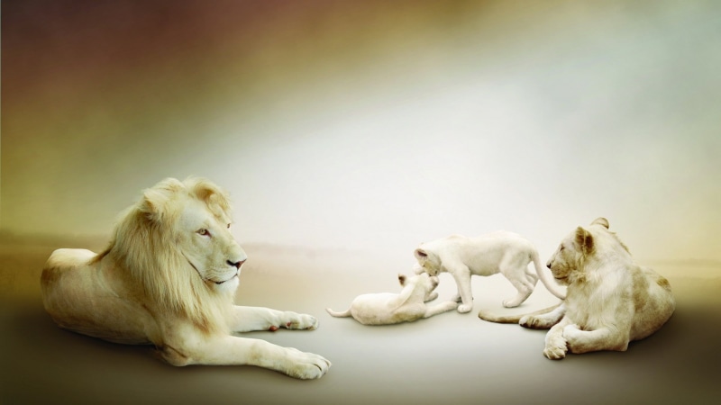 white, lioness, cubs, animals, family, lion, 1080P, beige, lions