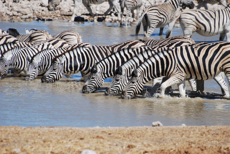 no people, drink, 4K, zebras, animals In The Wild, wilderness Area, lake, animals And Pets, Zebra, herd, outdoors, Safari, mammals, large group of animals