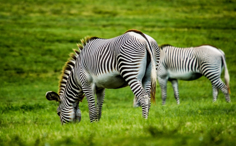 safari Animals, animal, two, savannah, wildlife, outdoors, zebra, grass, white, landscape, mammal, plain, black, nature, africa, black Color, animals In The Wild