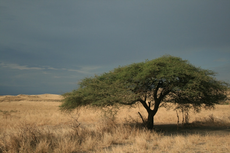 reserve, arid climate, plain, empty, tourism, wilderness, field, land, no people, savannah, africa, daytime, isolated, serengeti, safari, tanzania, non-urban scene