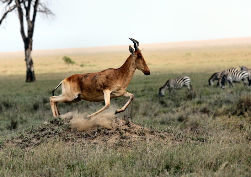 savannah, animal wildlife, national Park, domestic animals, herd, leaves, wildlife Reserve, tanzania, herbivorous, animals In The Wild, outdoors, landscape