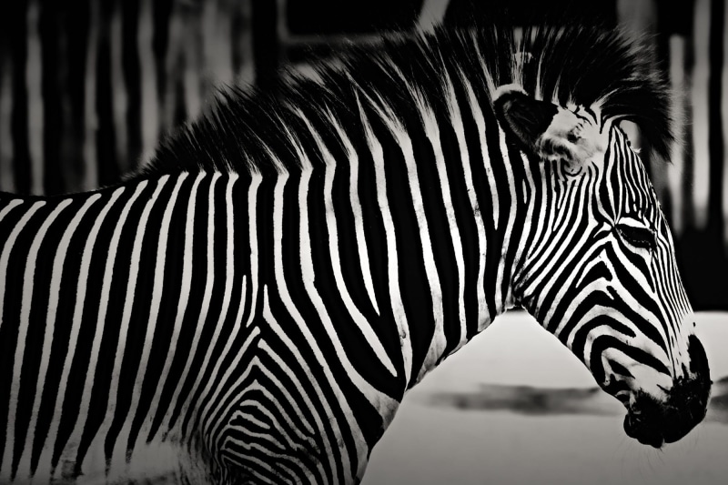 animals In The Wild, plain, striped, black Color, africa, white, horse Family, animal markings, animal, outdoors, mouth open, natural pattern, one animal