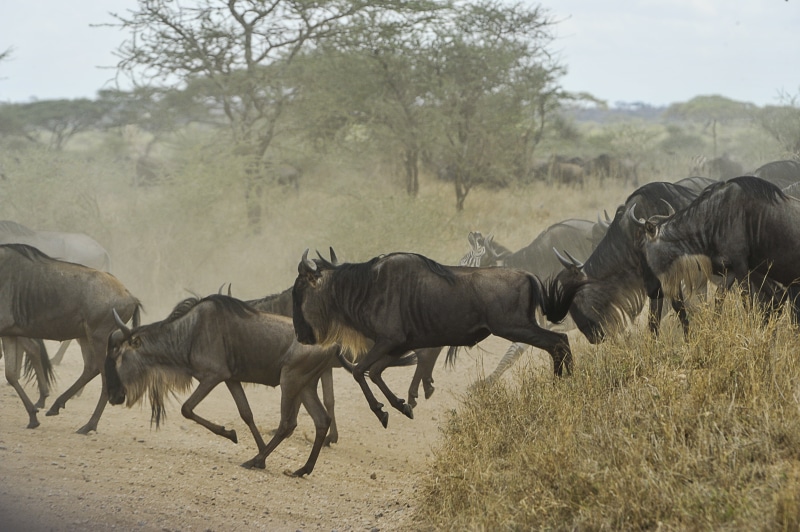 animal wildlife, safari Animals, assorted, antelope, mammal, game, group of animals, domestic animals, savannah, animals In The Wild, herd, running, eric dietrich