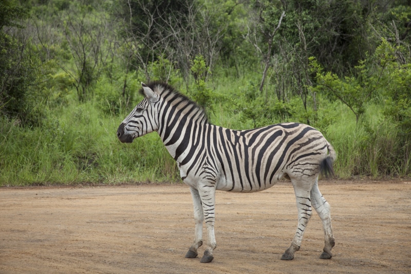 wildlife Reserve, wild, environment, no people, striped, field, horse Family, savannah, one animal, plant, rural, tourism, animal wildlife, animal themes