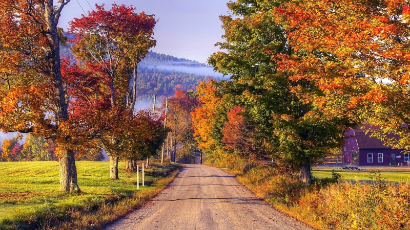 road, 1080P, house, tree, deciduous, rural area, countryside, autumn leaves, nature, grass, autumn colors, autumn, sunlight, landscape, morning, village