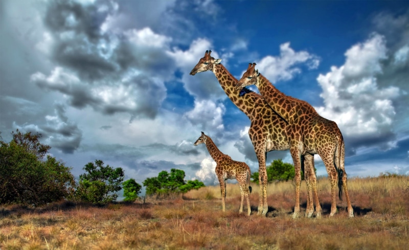 family, Africa, 1080P, clouds, giraffe, savannah, sky
