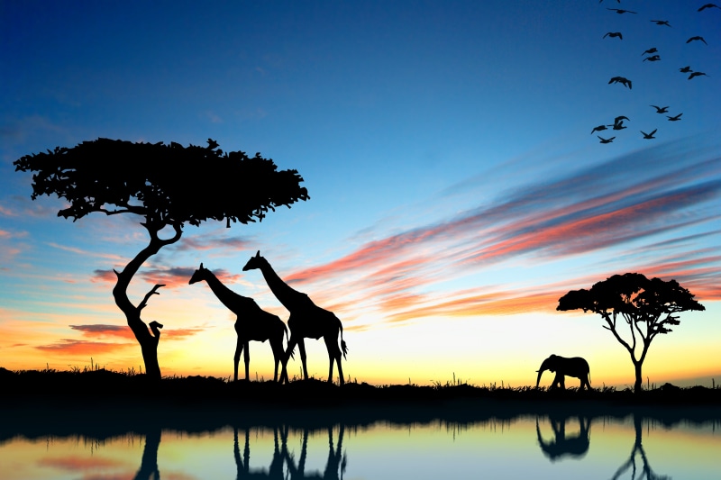 sunlight, sunrise - Dawn, dawn, beauty In Nature, Africa, plant, vector, nature, 8K, antelope, no people, sky, group Of Animals, mammal, botswana