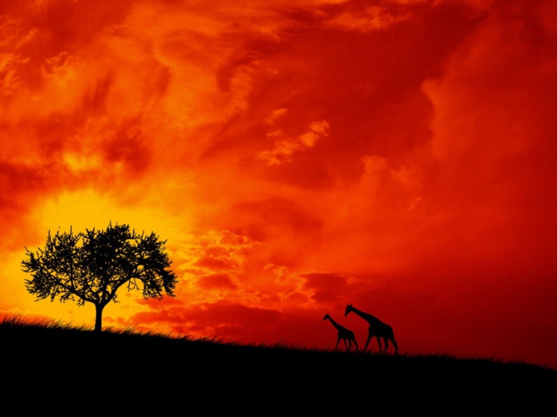 720P, giraffes, Africa, savannah