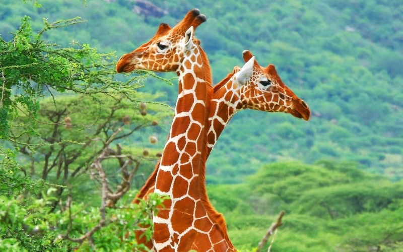 close, Africa, Giraffe, 1080P