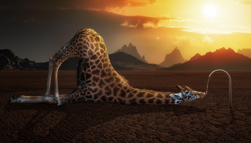 giraffe, 4K, funny
