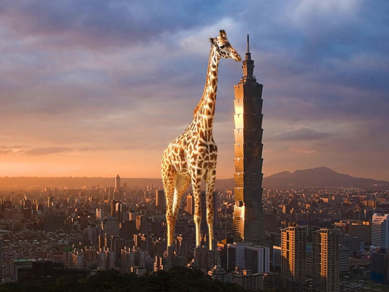 giraffe, sky, nature, mammal, built structure, digital composite, sunset, cityscape, architecture, statue, landscape, outdoors, animal themes, no people