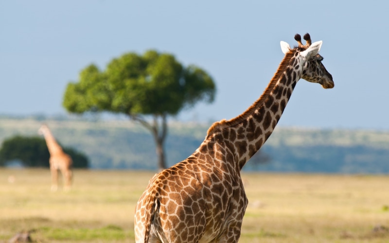 brown, coat, Giraffes, Africa, white, giraffe, Wildlife, 2K