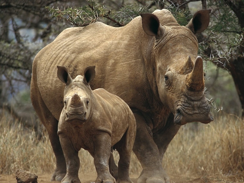 walk, horned, outdoors, two, safari, rhinos, animal themes, grass, plant, group of animals, elephant, white Rhinoceros, trees, domestic animals, vertebrate