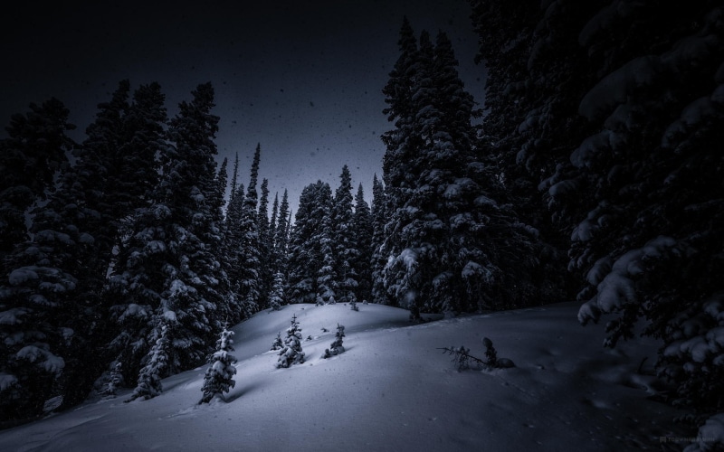 plant, winter, hill, trees, cold - Temperature, ice, scenics - nature, night, sky, frost, outdoors, pine Tree, tranquil Scene, frozen, season, snowcapped mountain