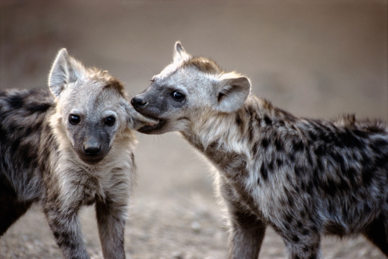 carnivore, looking, wildlife, animals In The Wild, safari Animals, animal, two, cute, group of animals, close-up, 4K, hyena, savannah, no people, mammal