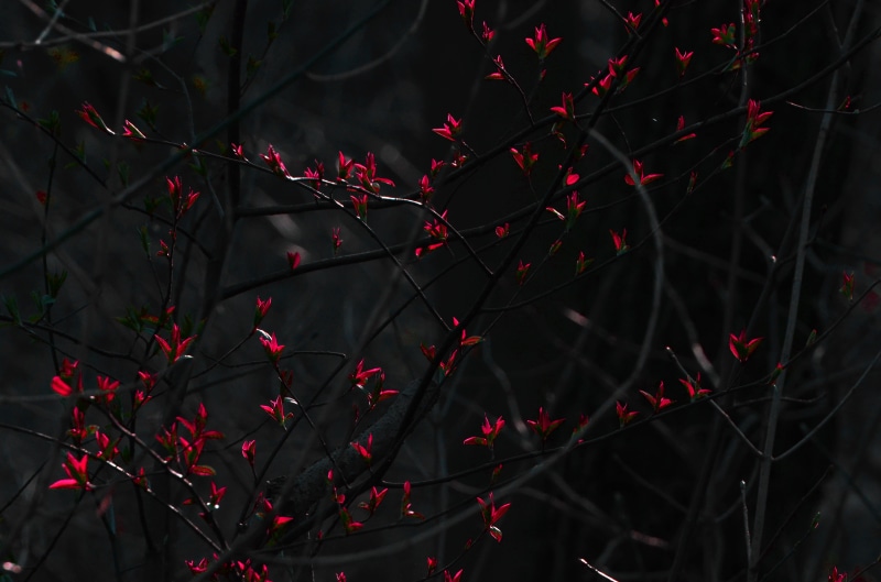 animal, flower, ornament, embroidery, plant part, velvet, petaled, tree, art, beauty in nature, branch, texture, full frame, change, growth, fruit, outdoors
