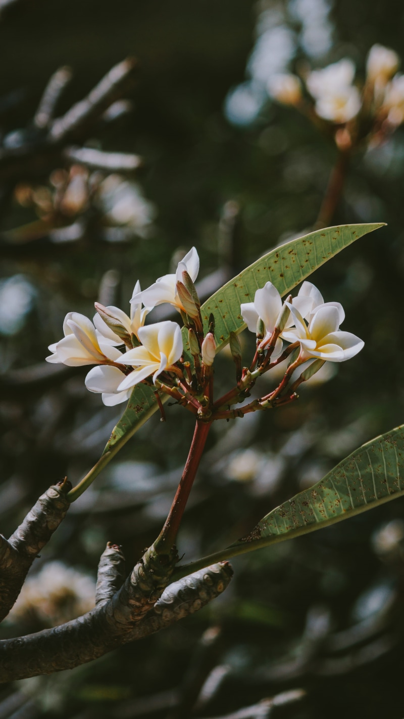 plant, growth, selective focus, pollen, white color, flower, no people, Indonesia, springtime, fragility, flowering plant, Uluwatu Temple, nature, inflorescence