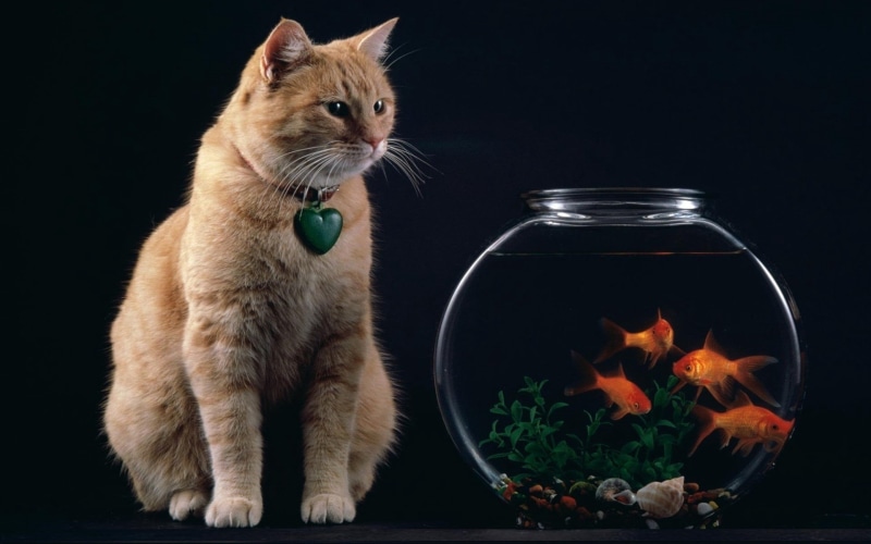 one Animal, tabby, goldfish, red, suspension, animal, cute, fish, food, orange, kitten, cat, 1080P, curiosity, domestic, nature, black Background, pets