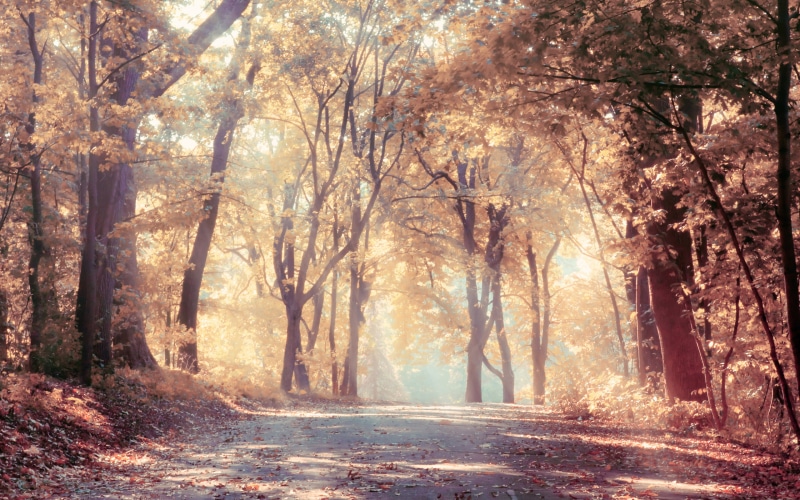 sunbeams, road, leaves, nature, autumn, landscape, trees, 2K, beautiful