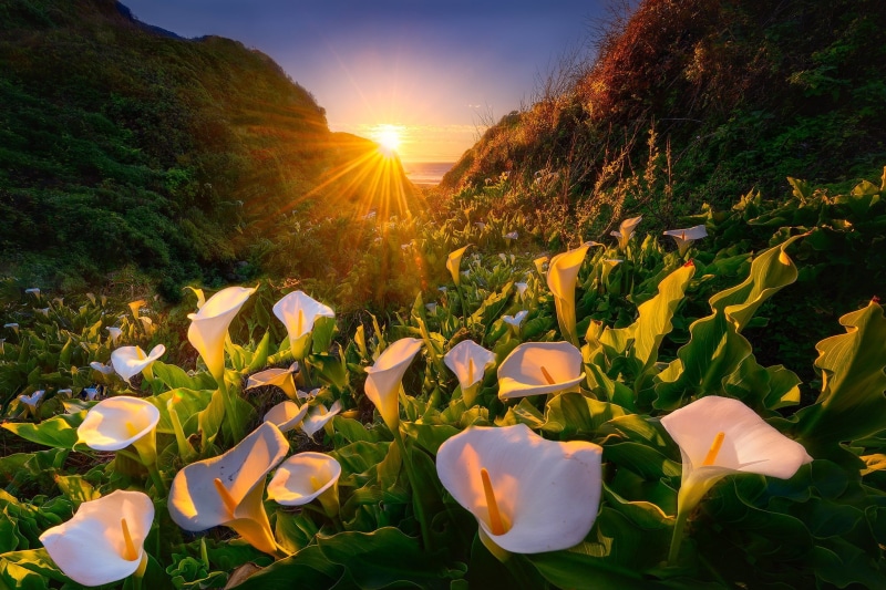 Sunbeam, Flower, Calla Lily, Nature, 1080P, White Flower, Flowers
