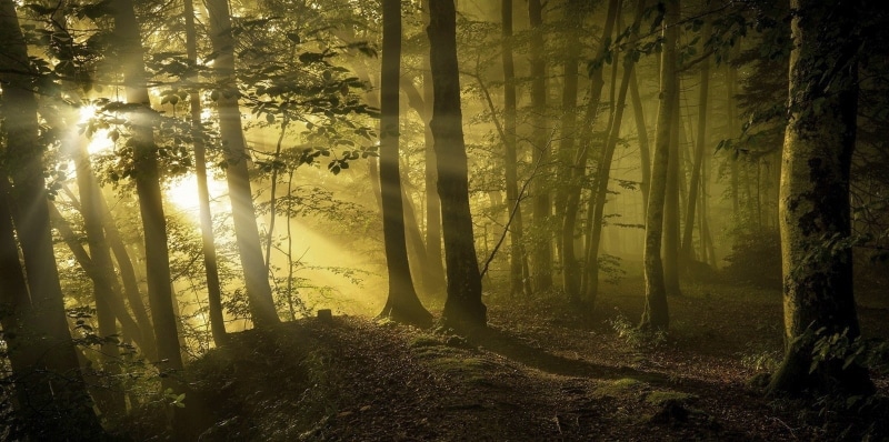 sunbeams, plant, idyllic, scenics - nature, landscape, tree trunk, day, 720P, environment, tranquil scene, forest, leaves, land, sunlight, no people, streaming