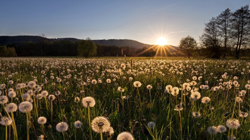 Sunbeam, Field, Dandelion, Sunrise, Earth, Nature, 1080P, Summer