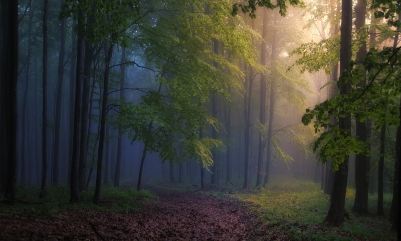 sunlight, beauty in nature, environment, land, trees, bamboo - plant, tree, landscape, outdoors, the way forward, morning, path, treelined, tranquil scene