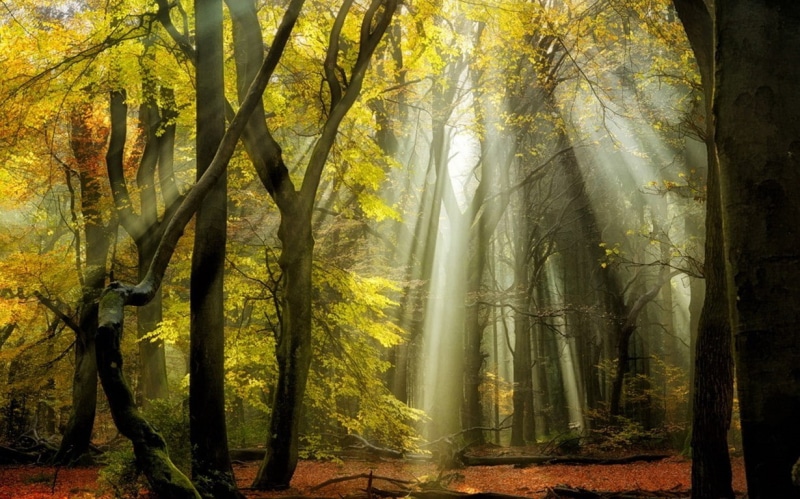 day, no people, bamboo - plant, trunk, plant, sunbeams, fall, outdoors, streaming, landscape, yellow, land, tree, tree trunk, non-urban scene, leaves, growth