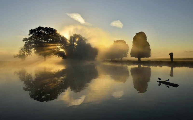 tree, water, sunset, trees, scenics - nature, fog, sky, non-urban scene, waterfront, lake, calm, morning, tranquility, silhouette, 1080P, hazy, no people