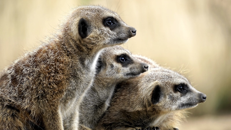 animals in the wild, cute, animal family, animal, africa, fur, family, zoo, animal wildlife, natural, group of animals, meercats, close-up, safari, vertebrate