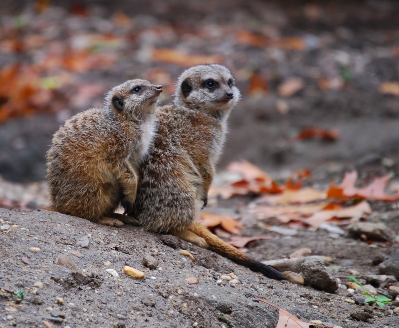raccoons, 480P, cute, duo, Addiction, fur, snout, hair, mongoose, love, outdoors, nature, natural  wild, Meerkat, suricata suricatta, wild  africa, animals In The Wild