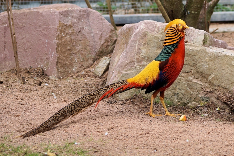 2K, rooster, day, nature, zoo, standing, sababurg castle, goldfasan, pheasant, colorful, livestock, no people, animal, feather, chicken, black, bird, animal wildlife