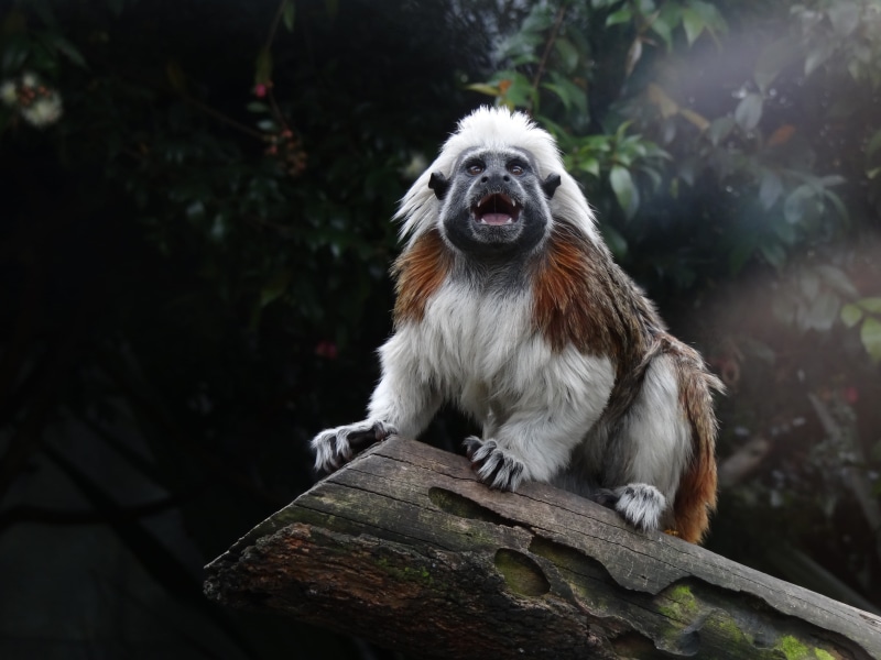 outdoors, nature, no people, monkey, looking, animal themes, wildlife, graphics, forest, cotton top, animal wildlife, sitting, fur, log, tamarin, domestic animals