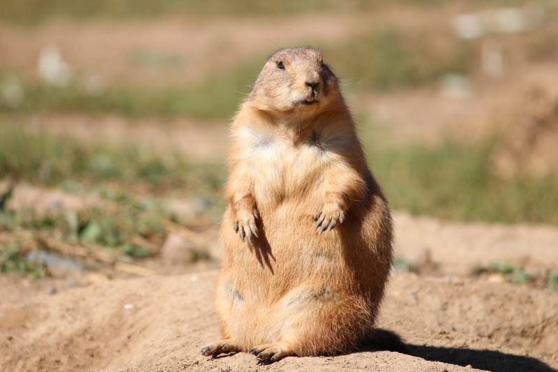 sitting, adorable, prairie, focus on foreground, 5K, land, standing, wildlife, alert, day, prairie Dog, outdoors, attentive, zoo, rodent, cute, fur, looking