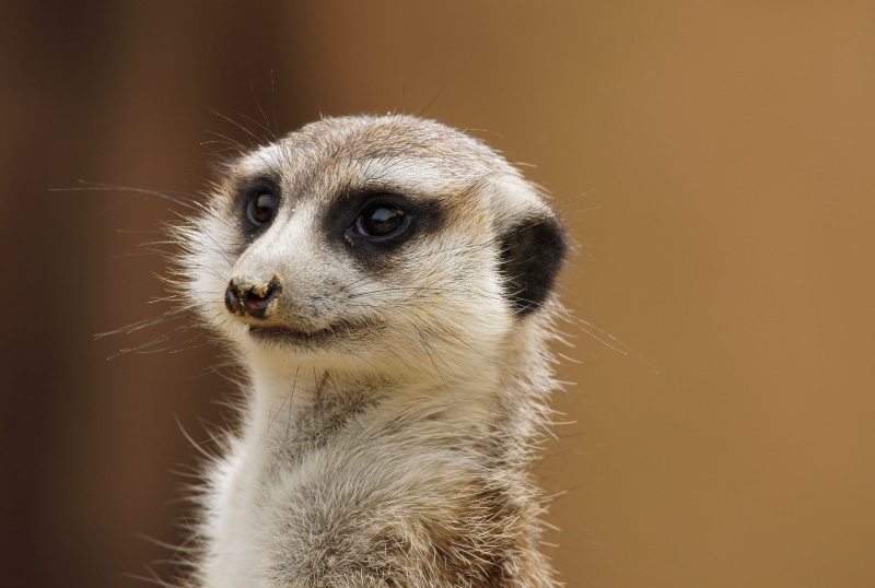 animal themes, outdoors, close-up, zoo, animal head, animals in the wild, watch, no people, animal body part, curious, nature, sunlight, looking, animal eye