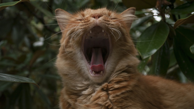 animals And Pets, cute, undomesticated Cat, funny, Yawn, tabby, animal head, nature, focus on foreground, Funny, animal, zoo, Pet, animal tongue, animal body part