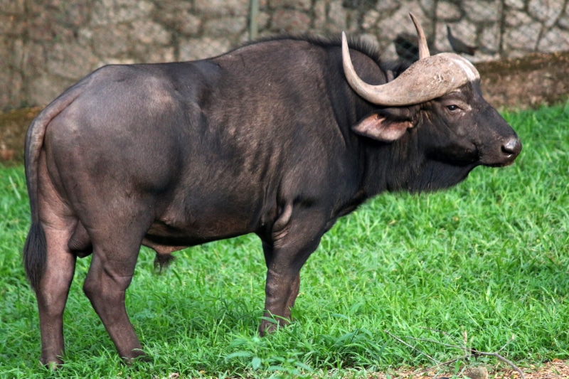 one animal, green, domestic, natural, animal wildlife, field, Gaur, wilderness, forest, pets, bull, buffalo, 5K, animal themes, wild, land, Wild Buffalo