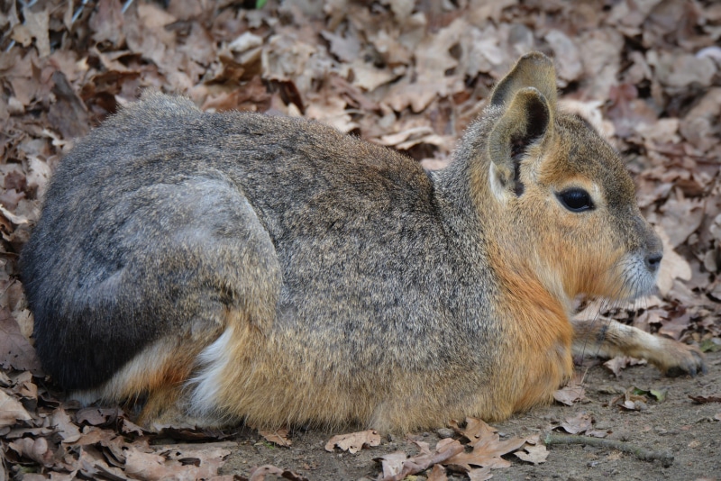 close-up, land, fur, field, brown, plant part, nature, squirrel, vertebrate, Mara, pampa haas, wildlife, 5K, Animal, cute, no people, Patagonian Hare