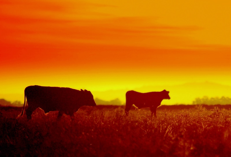 Cows, Sudamérica, field, Rind, Campo, Buey, Pampa, Urlaub, Doce, Boi, silhouette, Touros, Poniente, Rinder, Kuh, Kühe, do, tempos, Costa, Holidays, de