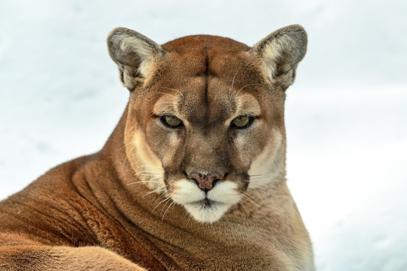 wild cat, mountain lion, 1080P, puma, look, predator, cougar