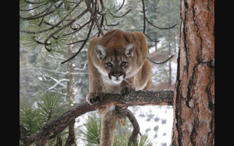 cougar, pumas, 720P