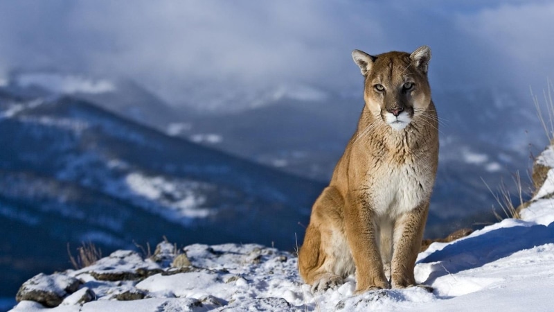 outdoors, day, animal themes, animal, looking at camera, mountains, winter, animals in the wild, nature, snow, animal wildlife, lioness, one animal, mammal