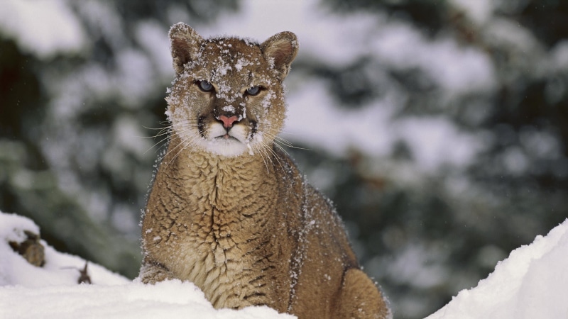 1080P, animals in the wild, domestic animals, whisker, cold temperature, snowing, animal themes, nature, animal, Puma, vertebrate, focus on foreground