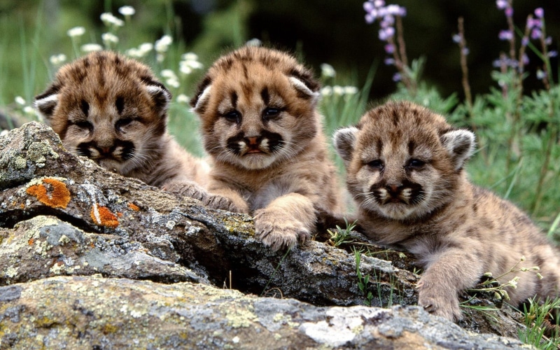black, kittens, looking at camera, baby animals, rock - object, solid, vertebrate, rock, animal, pumas, tabby, group of animals, day, young animal, animal wildlife