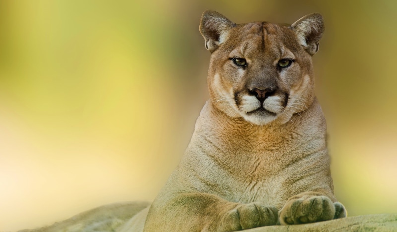 no people, animal head, whisker, copy space, big cat, vertebrate, one animal, looking at camera, mammal, animal wildlife, animals, portrait, animal themes